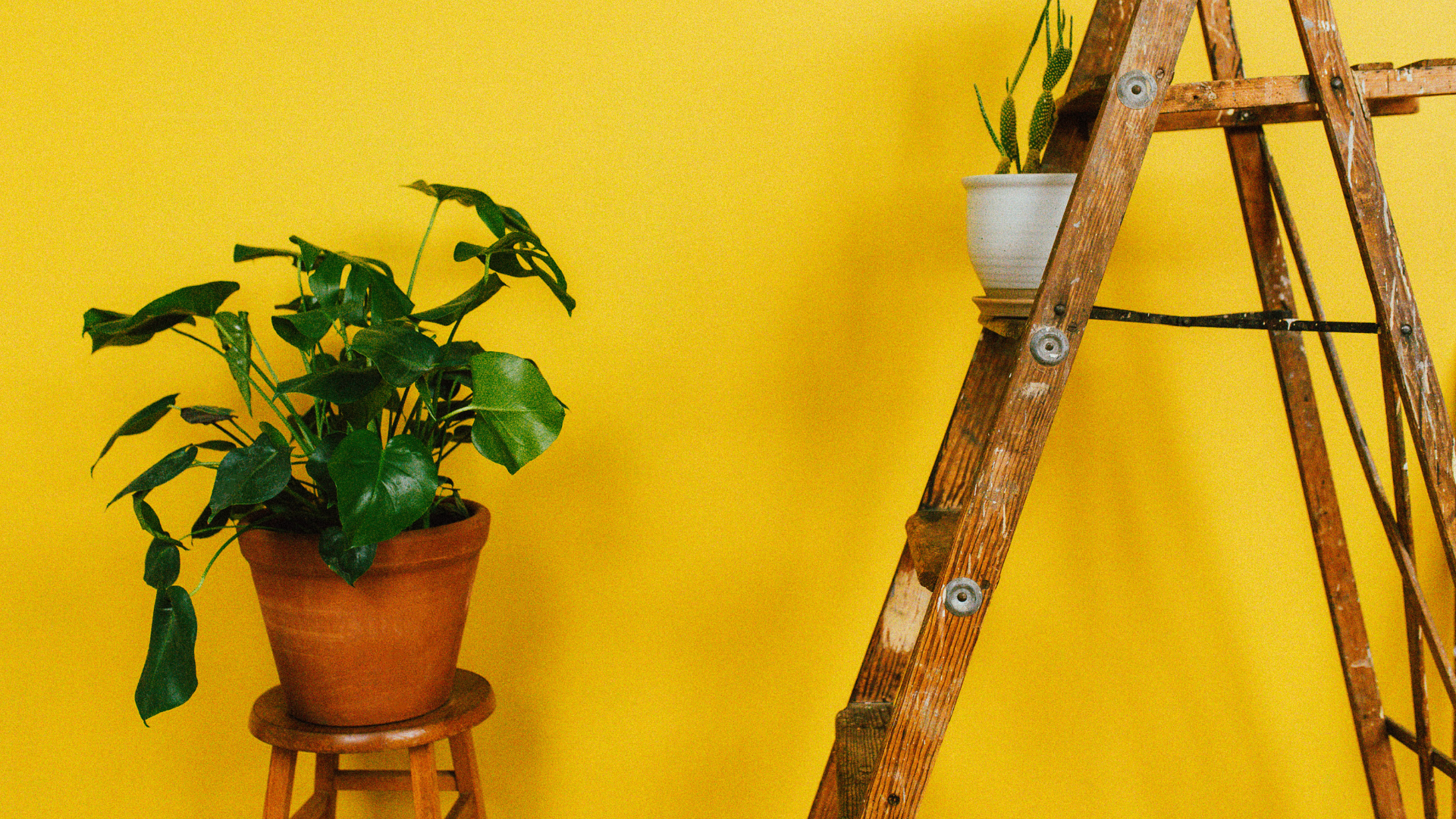 Plant on stool next to ladder in front of yellow wall.