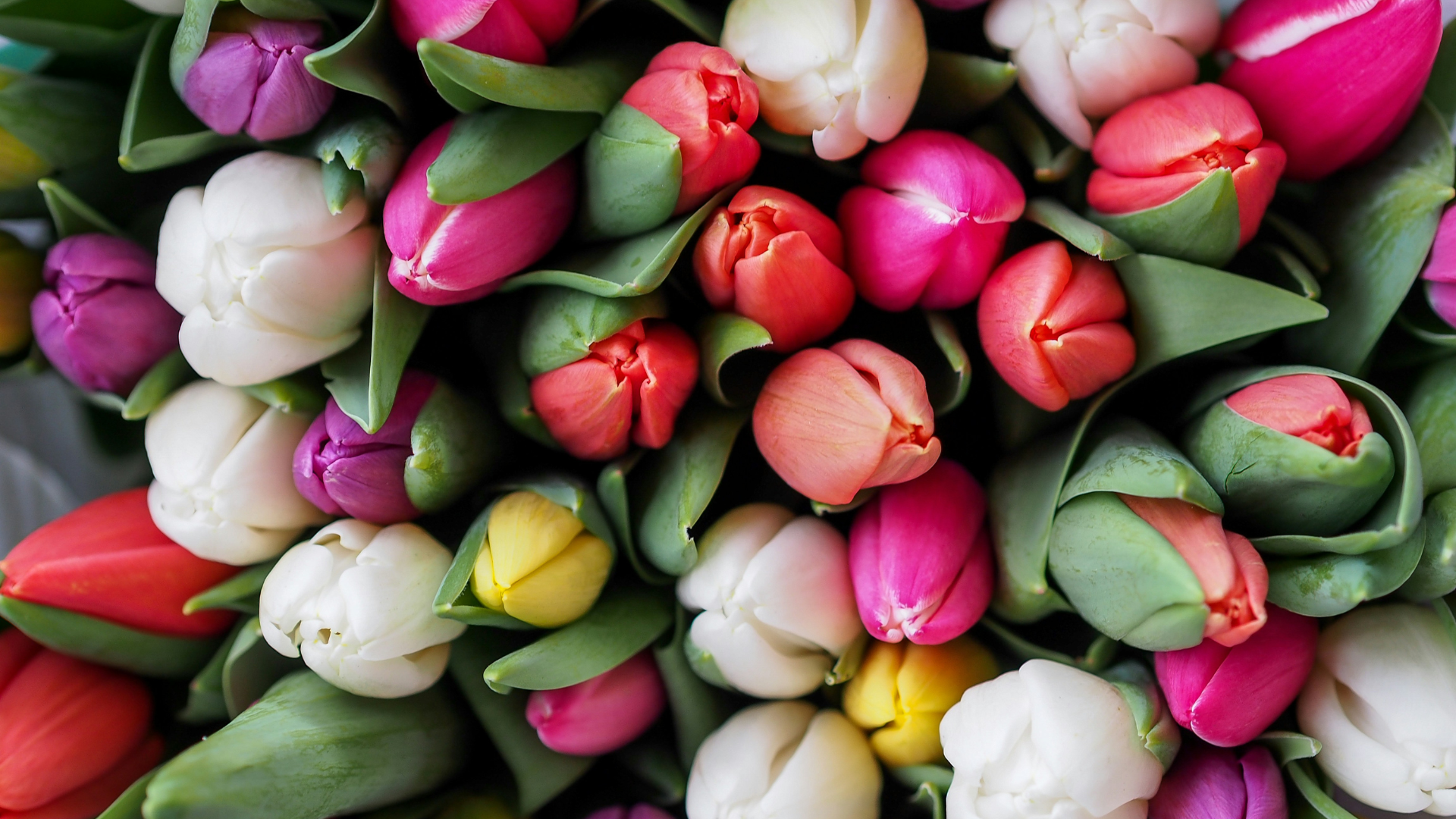 Tulips